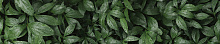 Скиналь для кухни  Botanical Garden Flora sA-1.8.1